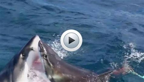 Algérie : INCROYABLE ! un requin attaqué à coup de。